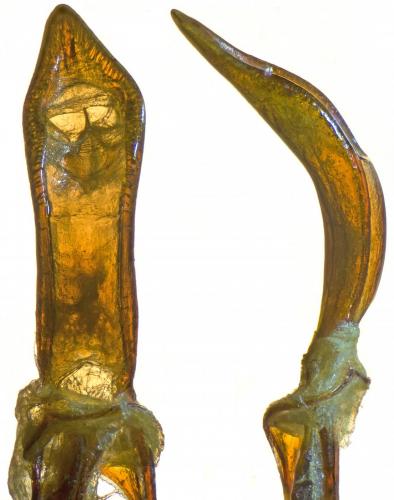 Réf. 252 827 : Otiorhynchus pseudonothus